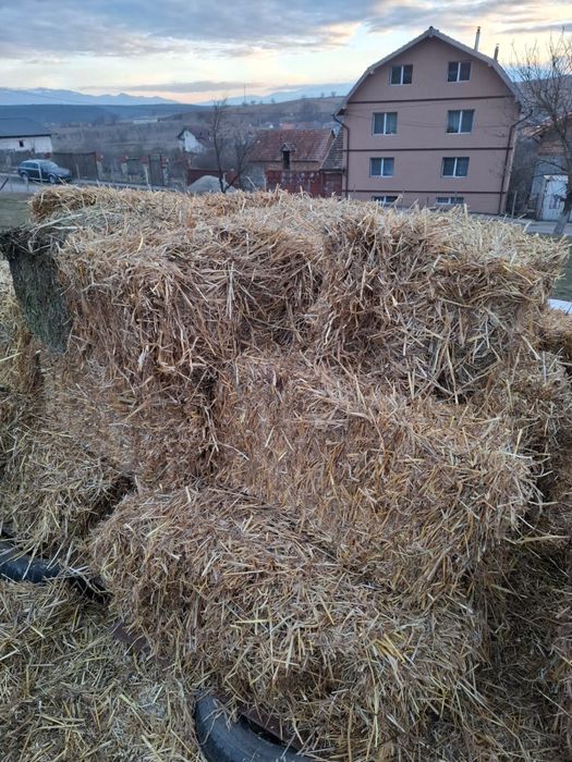 Vand baloti mici paie