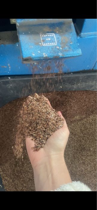 Семена льна Северный