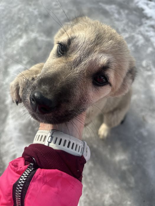 Щенок бесплатно даром