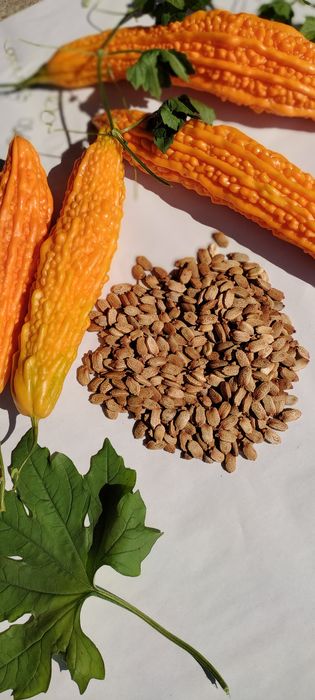 Castravete amar marmodica