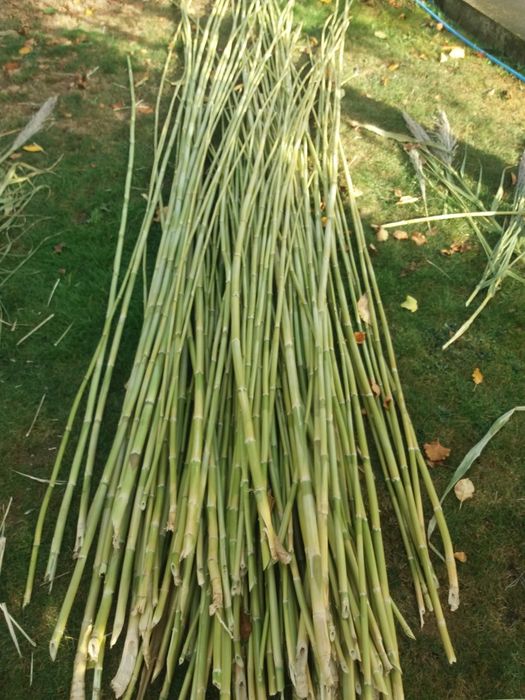 Vand BAMBUS producție 2025.