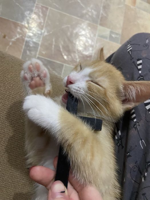 котенок по имени Варг