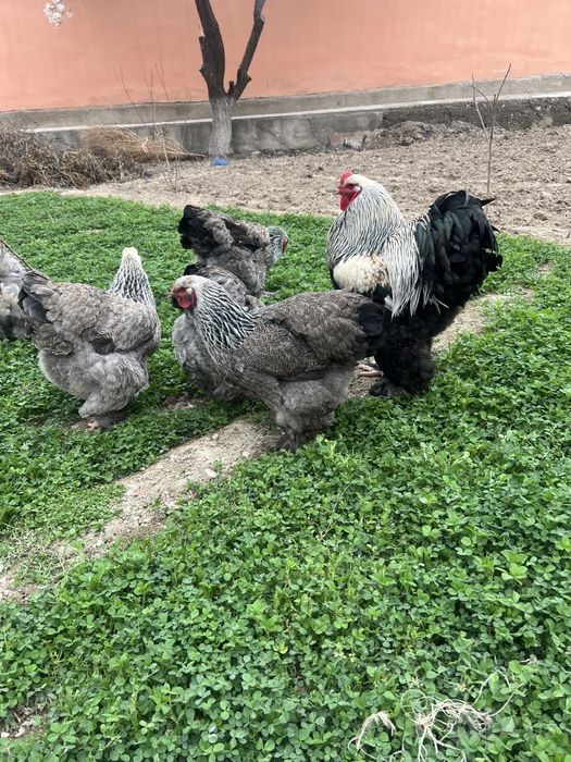 Brama kurapat xoʻroz va tovuq sotiladi