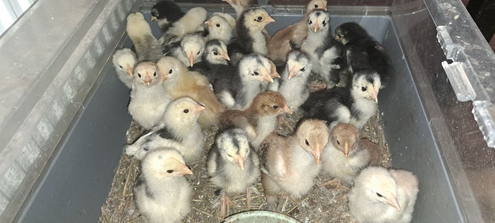 Puisori brahma de vanzare