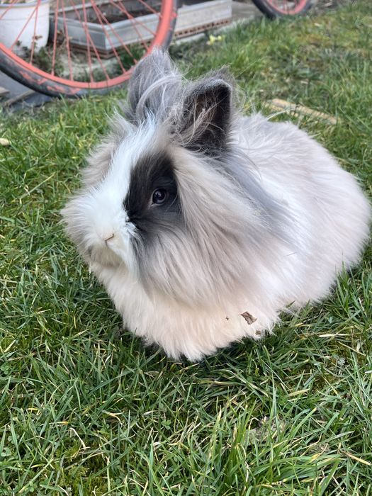 Iepure Cap de Leu + oferta din descriere