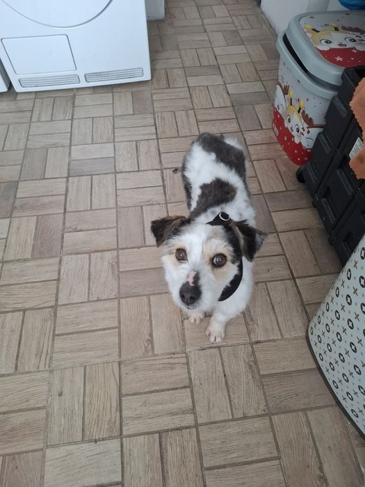 Бонита търси своите стопани