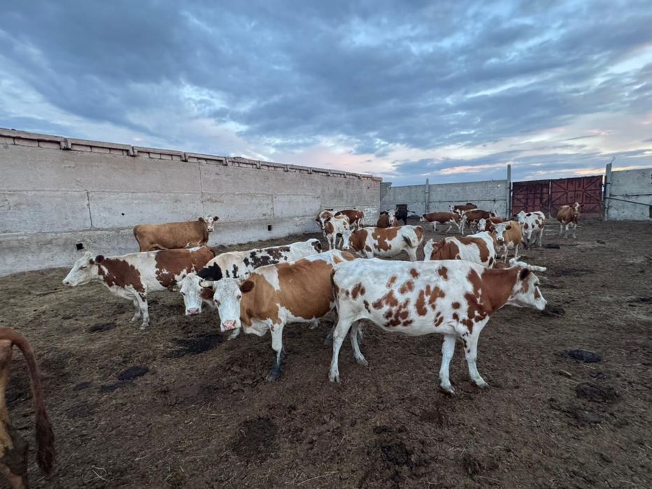 Продам КРС коровы и телята