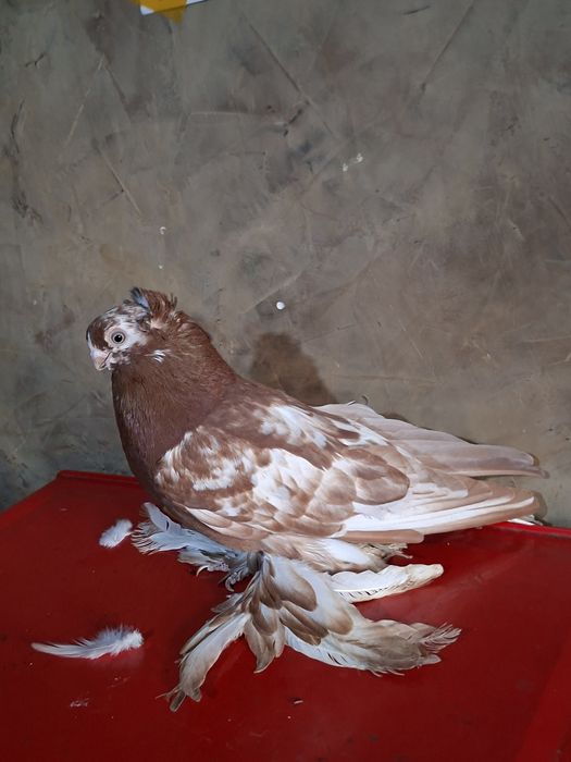 Голуби голуби голуби