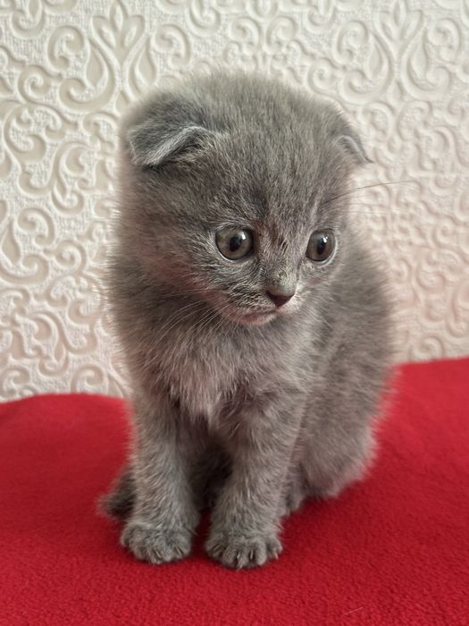 Кошка шатландские вислоухие