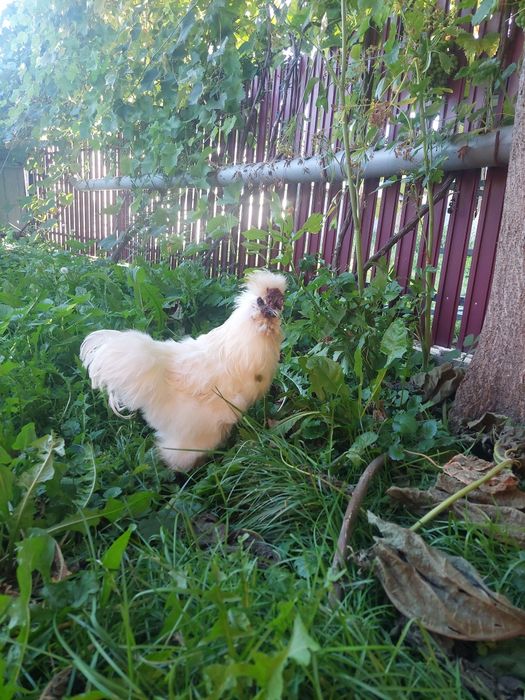 Cocoș Mătase Japoneză (Silkie) rasă pură, 1 an