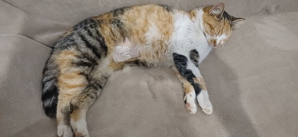 Adopție responsabilă – Ciocârlica își caută ACASĂ