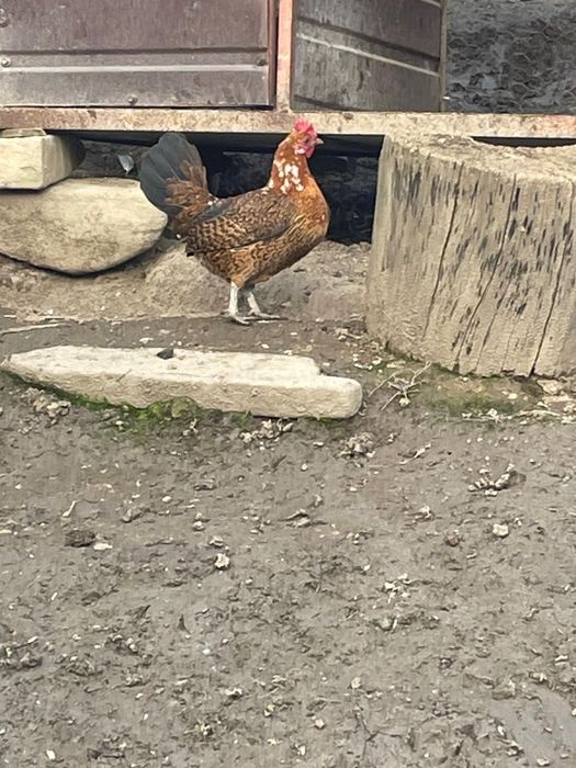 Vând găinușă ghabo