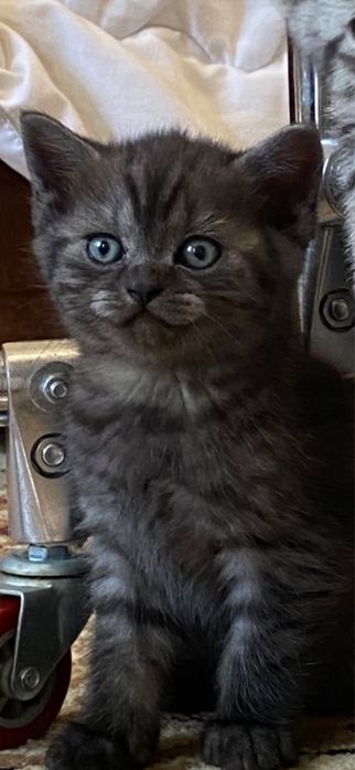 Продам котенка Шотландец