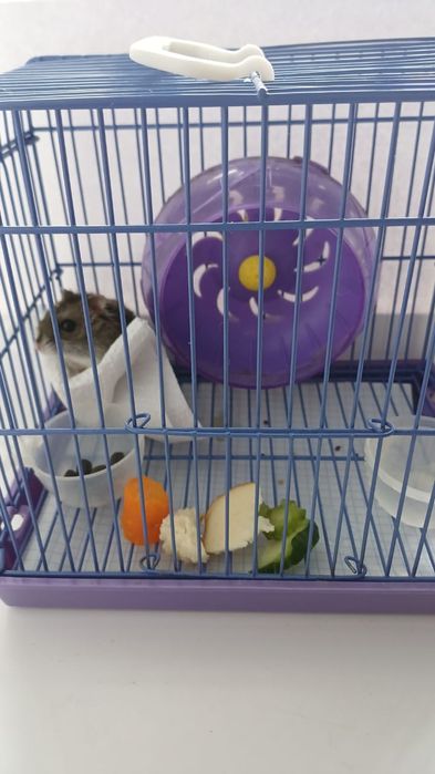 Хомячок джунгарский