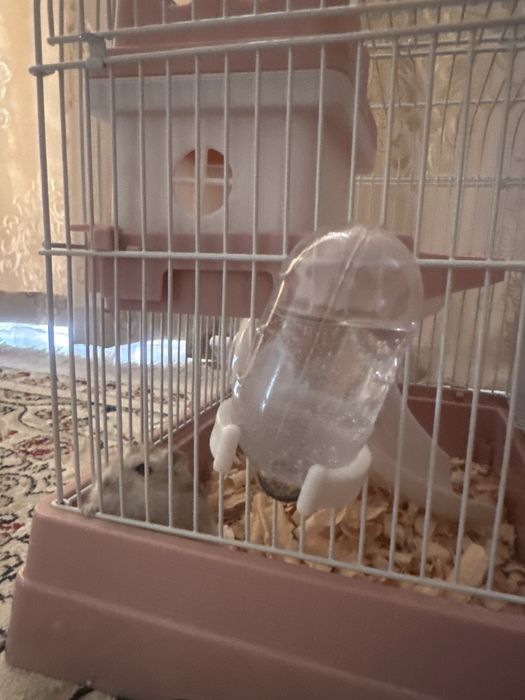 Продам Хомяка с клеткой