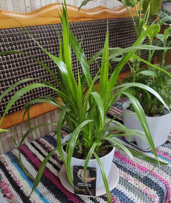 Срочно продам свои комнатные растения