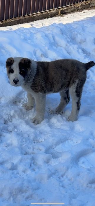 Продам алабай торг