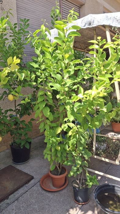 Pomi fructiferi de lămâi roditori