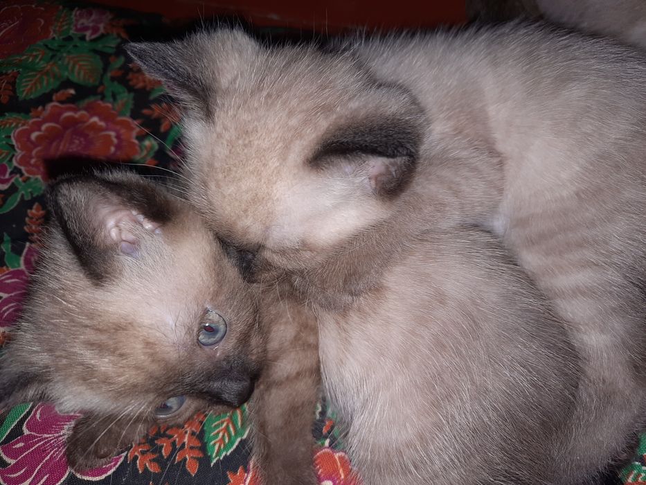 Сиамские котята прод.