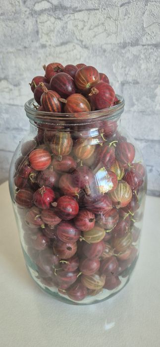 Продам крыжовник
