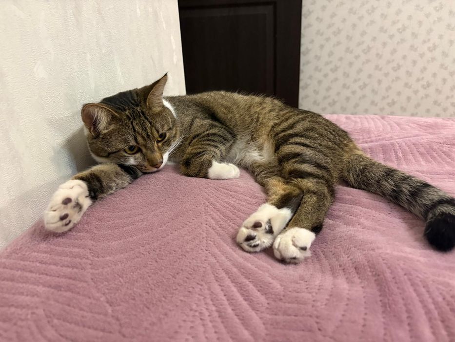 Отдадим умного кота