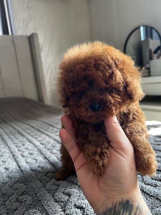 Пудел Teacup Toy