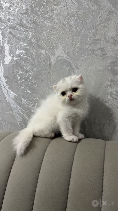 кошка 2 ойлик соглом