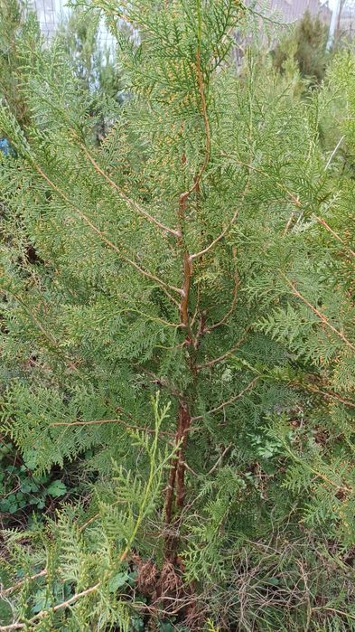 Plante ornamentale tuia