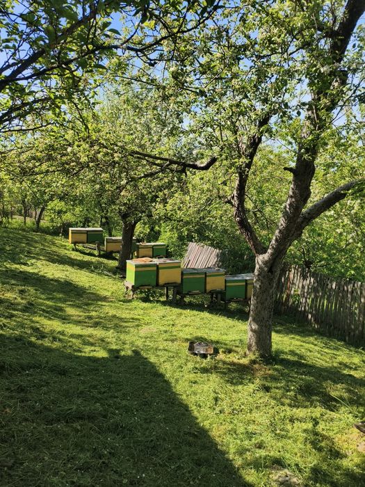 Familii / stupi de albine