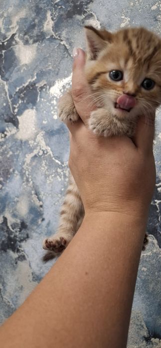 Скоттиш страйт котята