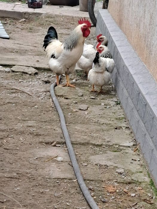 Цыплята Адлер Серебристый