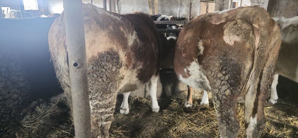 Junici gestante în 9 luni