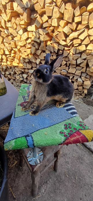 Iepuri diferite rase