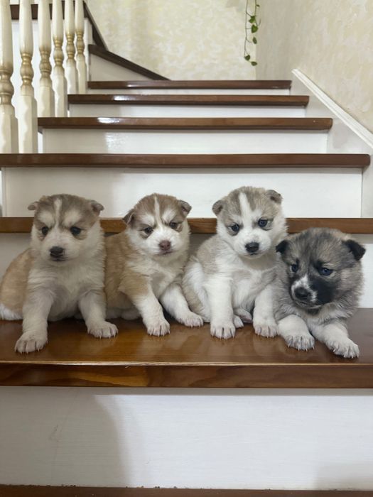 Щенки Хаски на бронь только девочки