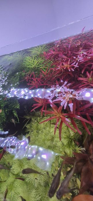 Plante de acvariu
