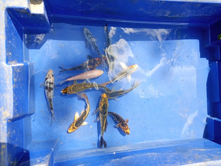 Zambile amazoniene , salata de Nil, crapi Koi , carași exotici, Guppy etc