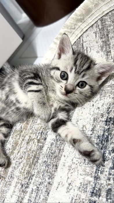 Кошечка 2 месяца