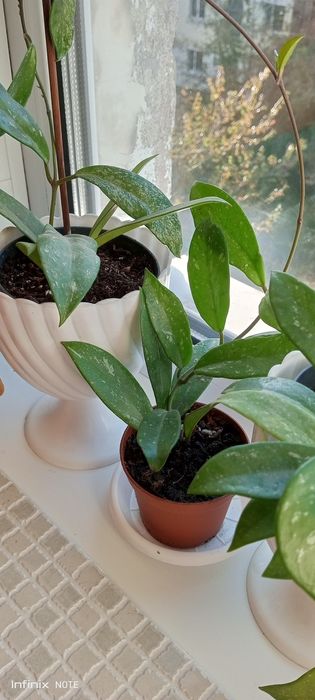 Хойя комнатный цветок