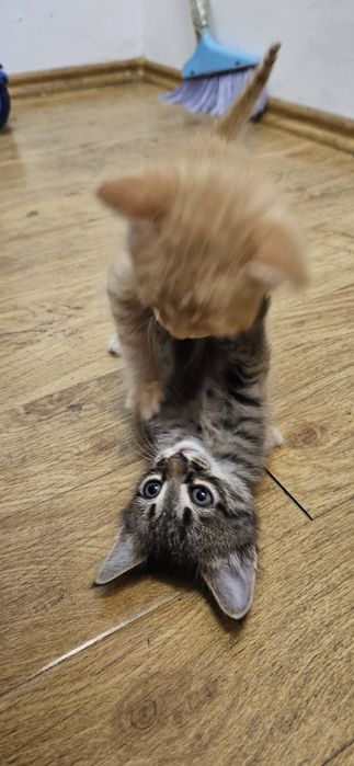 отдам котят в добрые руки