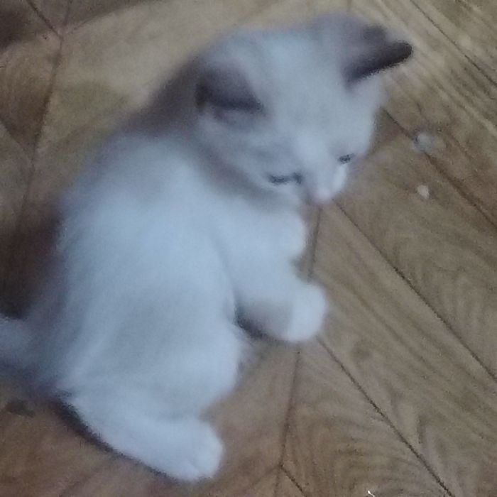 4котенка.отдаем даром
