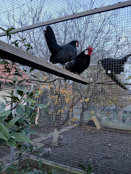 De vânzare păsări exotice