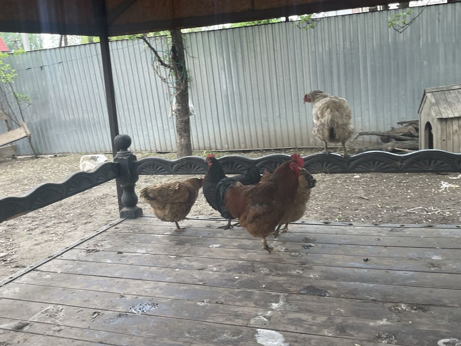 Петух и куры домашние