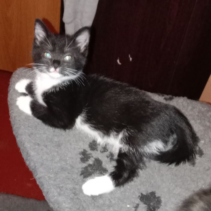 Отдам котят в добрые руки.