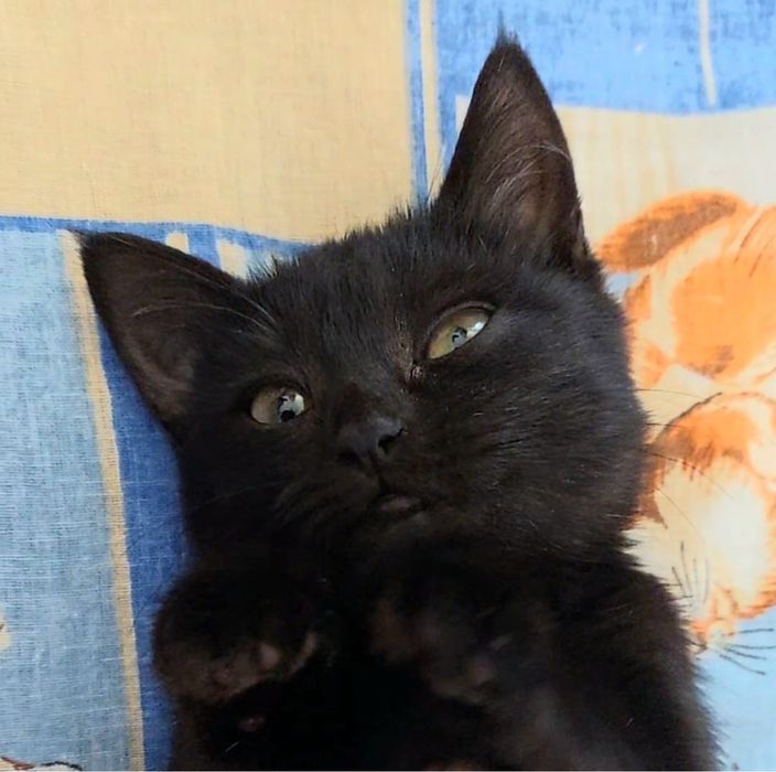 Отдам милейшего котенка!