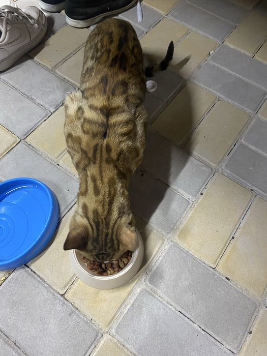 Отдам кота в хорошие руки.