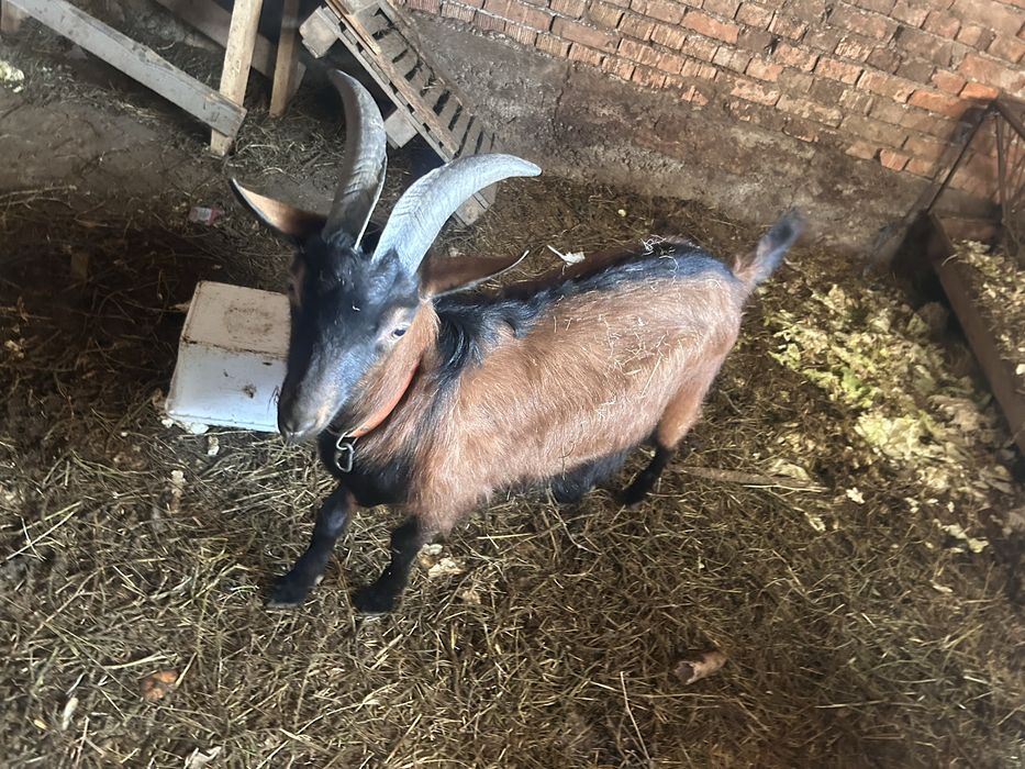 Пръч френски алпин