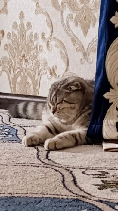 ( Вязка) British Shorthair Chinchilla silver classic Tabby
