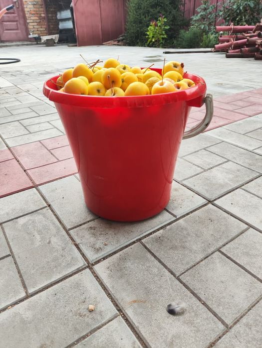 Продам  яблоки уралку