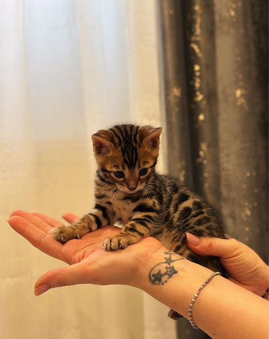 Pui pisica rasa Bengal-leoparzi in miniatura din parinticupedigre