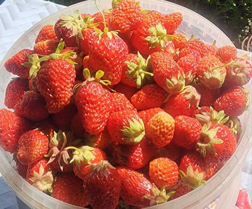 Клубника дачная сладкая